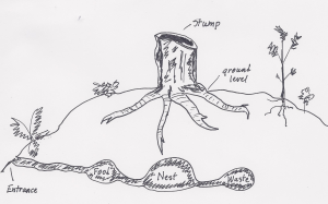 Figure 3. Simple depiction of a partial mountain beaver burrow system, complete with tunnels, nesting area, food storage, and waste compartment.