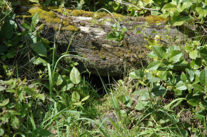 Figure 4. Typical entrance to a mountain beaver burrow, just one of what could number 10 to 30 entries and exits.